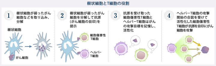 樹状細胞とT細胞の役割